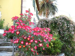 Climbing roses in front of jasmine