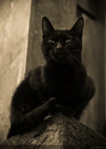 Photo by Alfredo J. Martiz J.