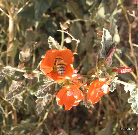 aguila-orange-flower-bee aguila-orange-flower-bee
