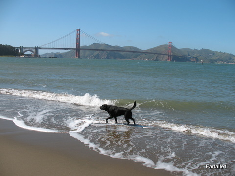 golden-gate-and-dog golden-gate-and-dog