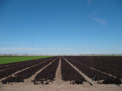 lettuce-red-and-green