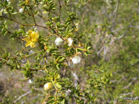 creosote-flower-and-seed
