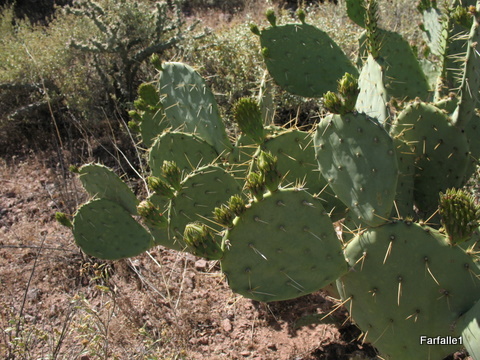 desert-prickly-pear