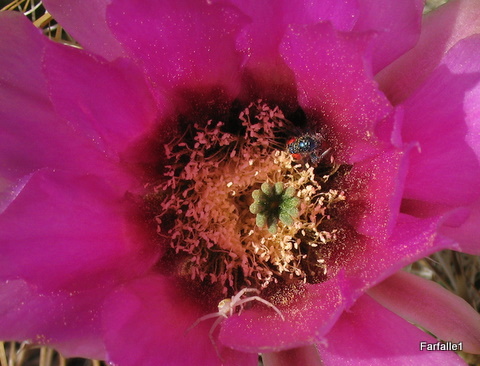 hedgehog-with-bug-and-spider