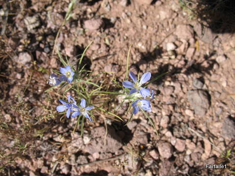 little-blue-flowers