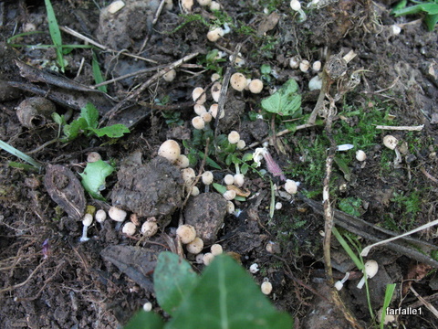 little-mushrooms