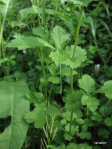 stinging-nettle