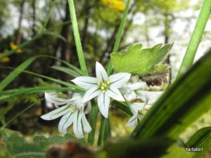 wild-onion-flower