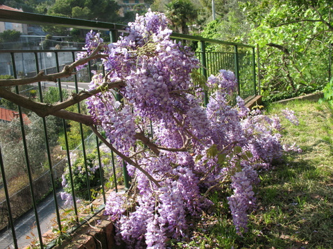 wisteria