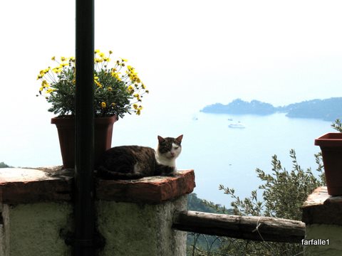 Il Pellegrino kitty with Portofino in backgroundA