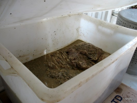 sgabei assado marinade sgabei assado marinade