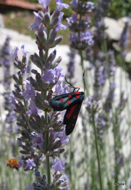 bees on lavender 001