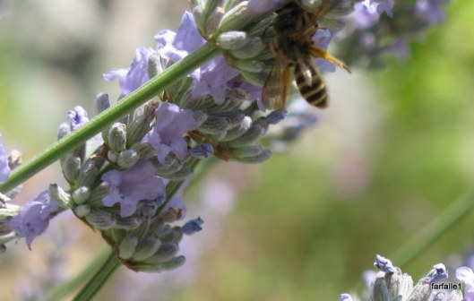 bees on lavender 015
