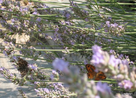 butterflies on lavender-4