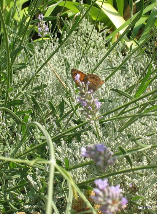 butterfly on lavender-2