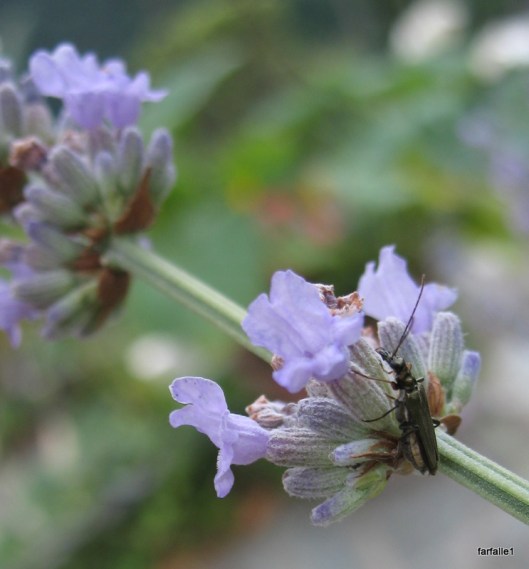 Pestle Revised + Insects 012