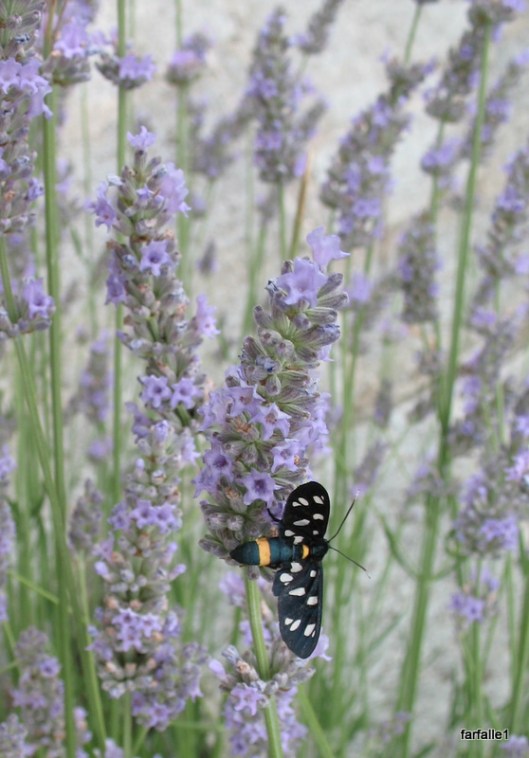 Pestle Revised + Insects 015