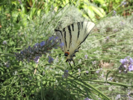 swallowtail butterfly (5)a