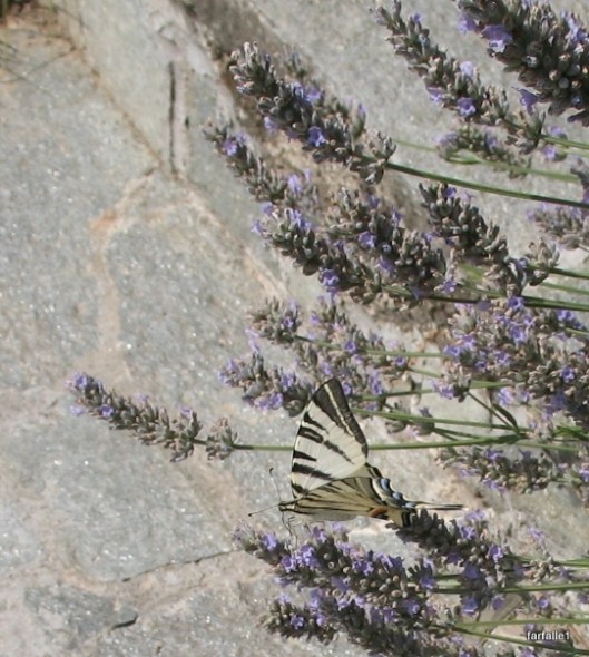 swallowtail butterflya