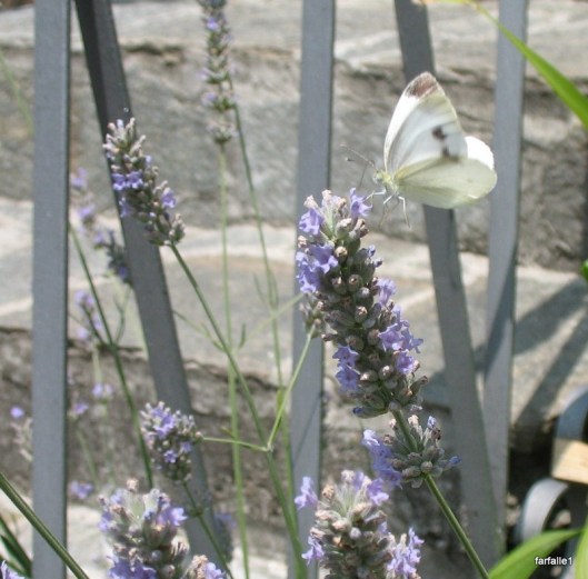 tart, beans, gelatina 019