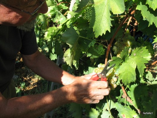 cutting grapes
