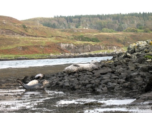 Dunvegan Castle seal boat ride-16a