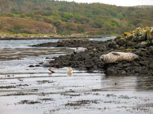 Dunvegan Castle seal boat ride-24a