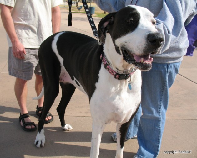 Great Dane Sally-001