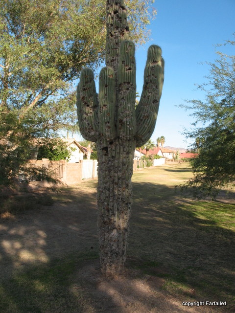 Victim of too many errant shots on the golf course