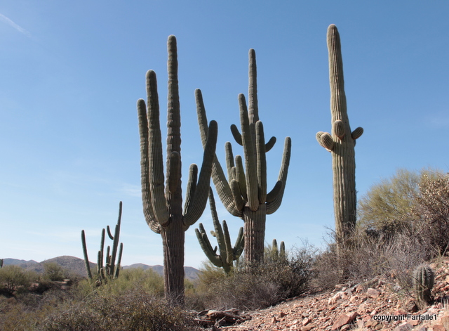 Reavis cheerful band of saguaro