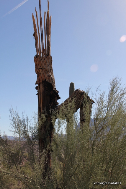Reavis dead saguaro-001