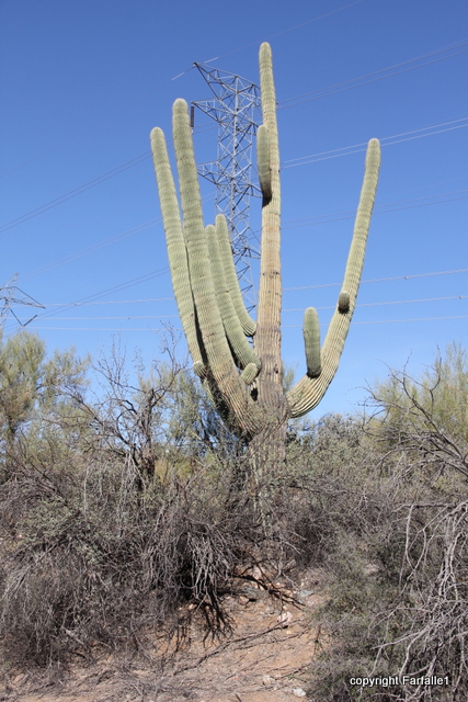 Reavis Old cactus