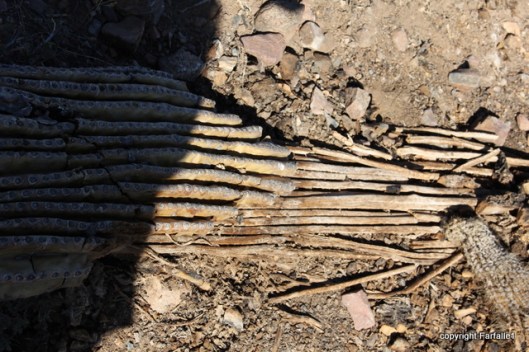 Reavis saguaro bones