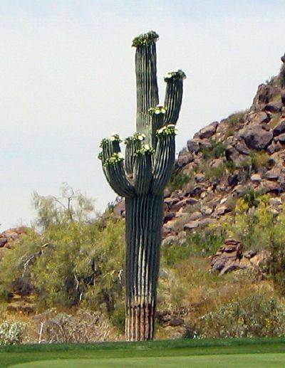 photo courtesy of Phoenix.about.com