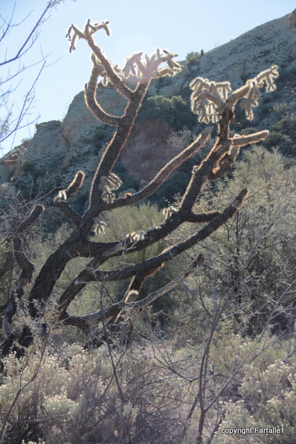 cholla light