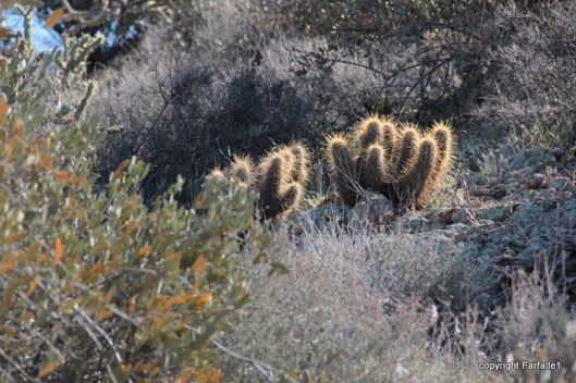 Hackberry Trail light in cholla