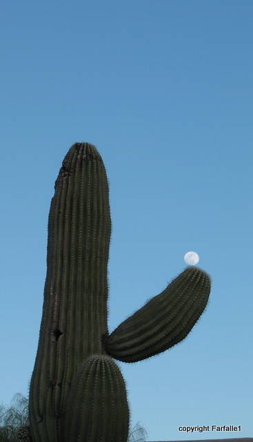 moon over cactus-1
