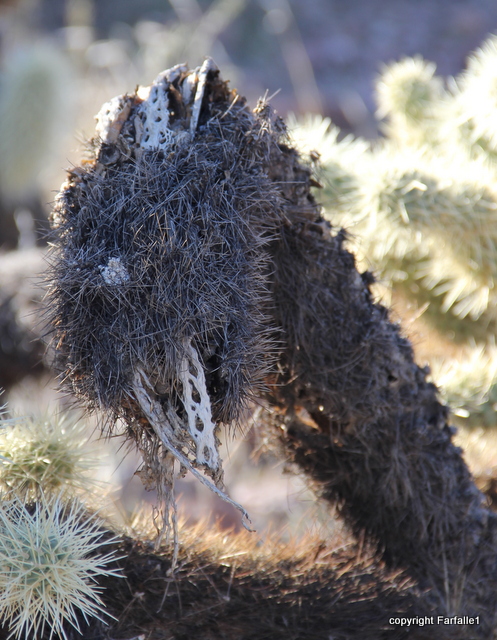 I'm not really a cholla, I'm a _______________________