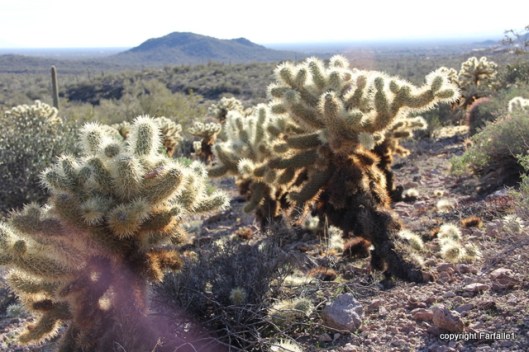 Teddy Bear Cholla