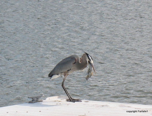 great blue heron eating a fish-011