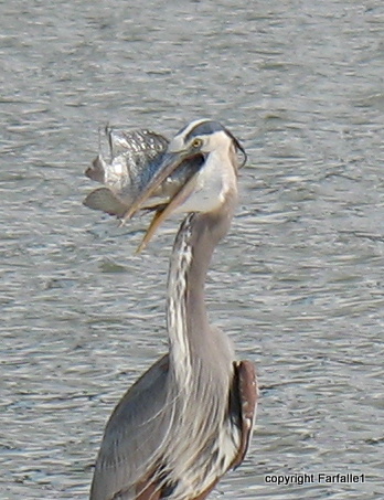 great blue heron eating a fish-017