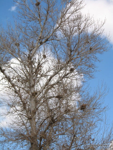 nests in tree