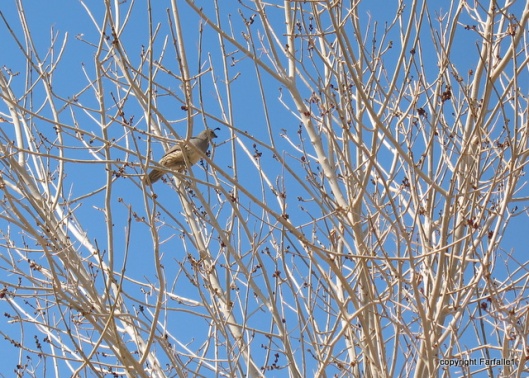 quail in tree-002