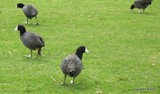 coots graze-002