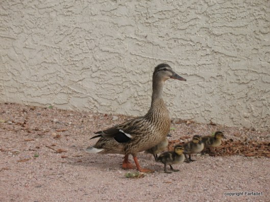 ducklings-10