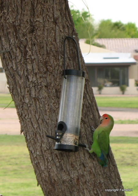 lovebirds on feeder-008