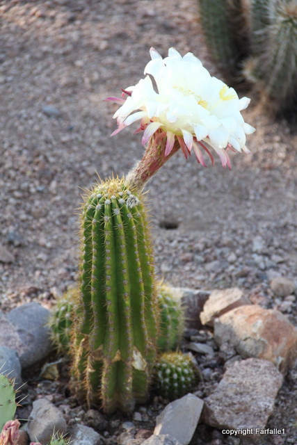 cactus flower day-003