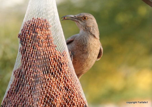 curved bill thrasherA