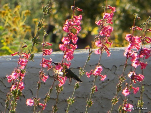 hummer in elly's penstamen-001