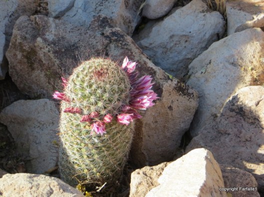 wee cactus in bloom mamalaria